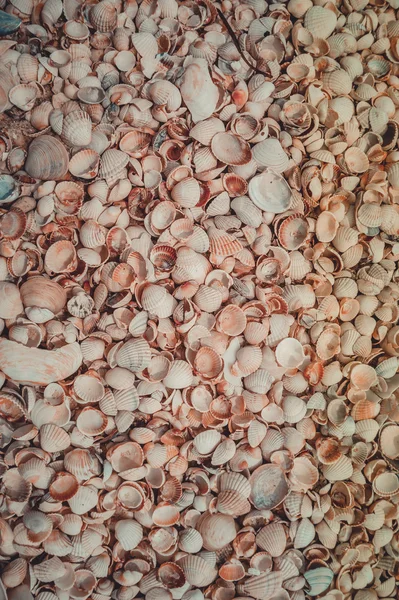 Belo espalhamento de conchas na praia — Fotografia de Stock