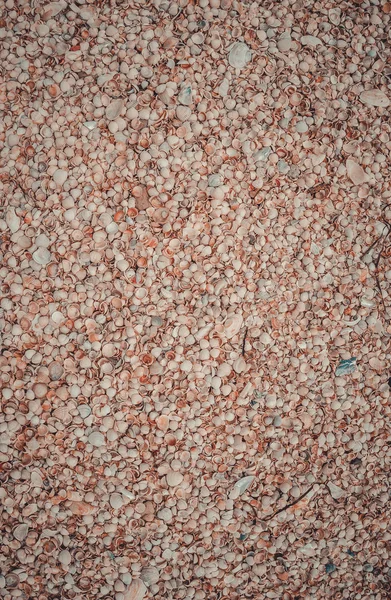 Small sea shells on the shore — Stock Photo, Image