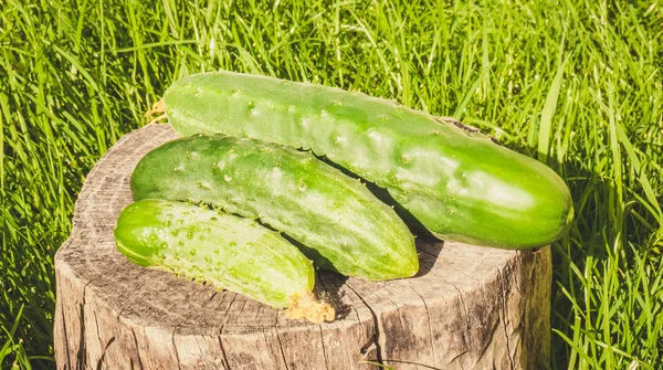 Färska gurkor — Stockfoto