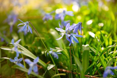 BlueBell çiçeği güneşli bahar ormanında