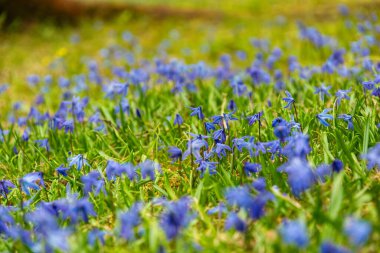 BlueBell çiçeği güneşli bahar ormanında