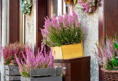 Sonbahar çiçek pazarı. Çiçek saksılarında açan fundalık