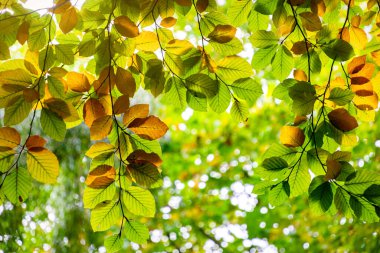 Autumn yellow linden tree leaves