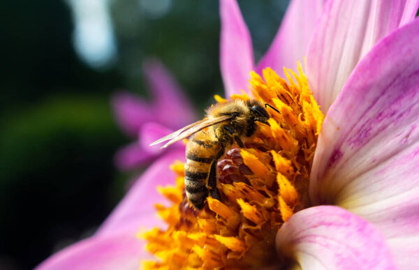Close-up bee pollinating in the blooming summer garden