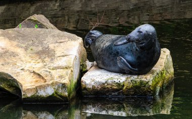 Gdansk hayvanat bahçesinde eğlenceli bir fok balığı.