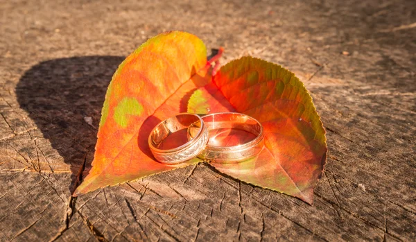 Любовь и преданность. Красивые свадебные кольца — стоковое фото