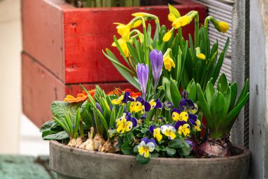 Bahar bahçesinde çiçek açan narsisler