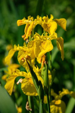 Bataklık ve çiçek açan sarı süsen çiçekleri