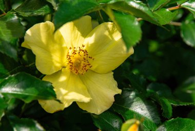 Güzel İngiliz çiçek açan gül bahçesi. Sarı güller