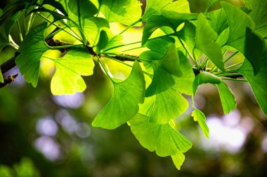 Ginkgo biloba yeşil yaprakları, bahar bahçesinde şifalı bitkiler