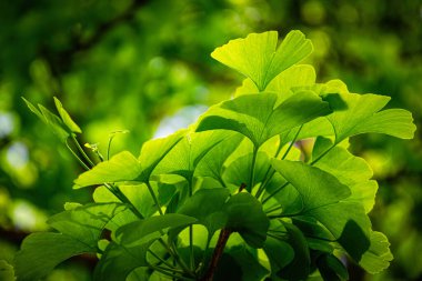 Ginkgo biloba yeşil yaprakları, bahar bahçesinde şifalı bitkiler