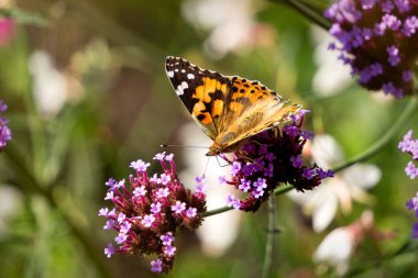 Güzel turuncu Vanessa Cardui kelebeği, boyanmış bayan, çiçek açan yaz bahçesinde. Mor aromatik verbena çiçekleri