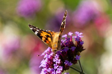 Güzel turuncu Vanessa Cardui kelebeği, boyanmış bayan, çiçek açan yaz bahçesinde. Mor aromatik verbena çiçekleri
