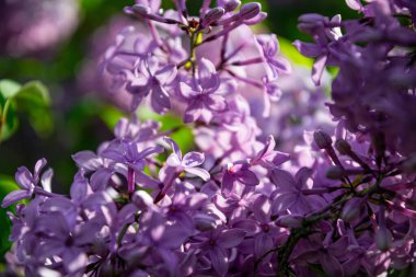 Güneşli bahar bahçesinde açan mor leylak