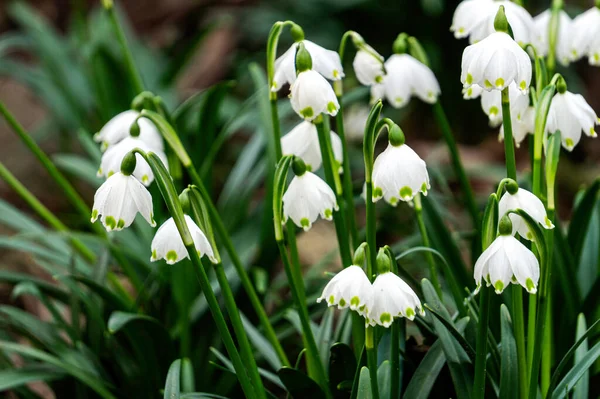 Beyaz çiçek açan kar damlaları. İlk bahar ormanı çiçekleri
