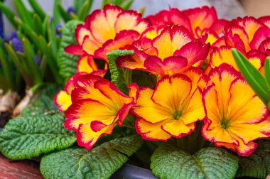 Bahar bahçesinde açan portakal çiçeği