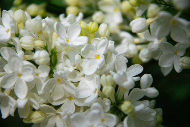 Güneşli bahar bahçesinde açan beyaz leylak