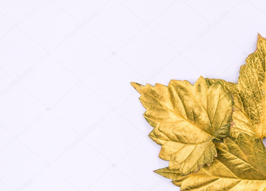 White background and golden  leaves