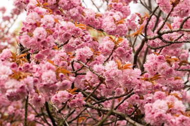 Çiçek açan kiraz ağaç bahar bahçe