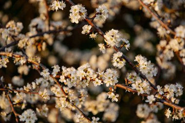 Çiçek açan kiraz ağaç bahar bahçe