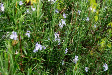 Bahar bitkisi bahçesinde çiçek açan biberiye