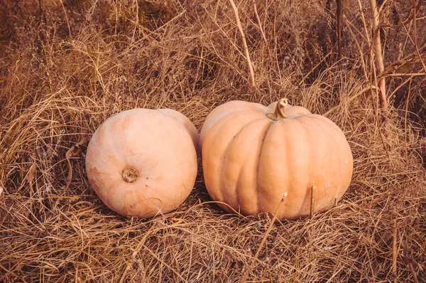 Abóbora de outono laranja brilhante — Fotografia de Stock