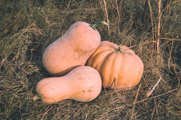 La cosecha de calabazas amarillas —  Fotos de Stock