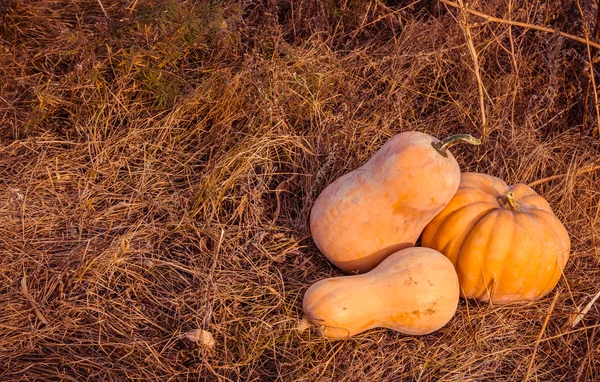 Calabazas maduras y la hierba seca en el campo —  Fotos de Stock