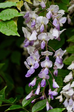 Güzel açan bahar bahçesi. Mavi salkım, çiçek desenleri.