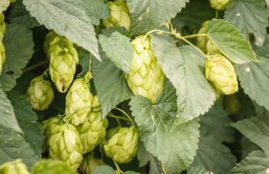 Bahçe tesisi - koniler ile atlama. Şerbetçi