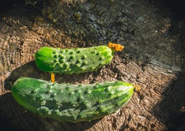 Taze sulu yeşil salatalık. Köy hasat. Sadece Bahçe