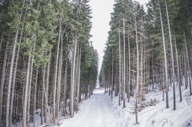 İğne yapraklı orman kışın. Görkemli Ladin ince