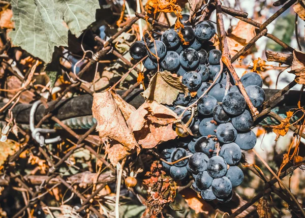 Um bando de uvas doces muito maduras — Fotografia de Stock