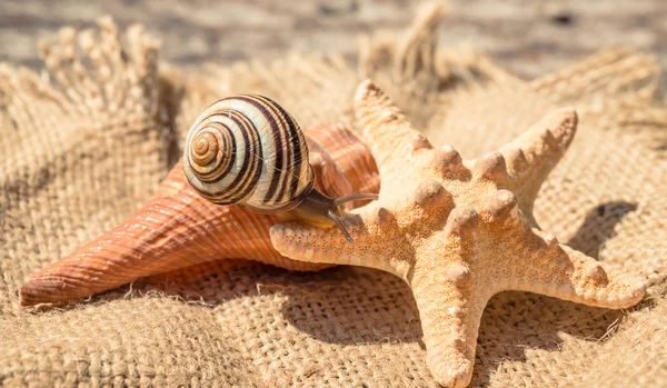 귀여운 토지 달팽이입니다. 여름에는 해양 기념품 — 스톡 사진