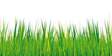 beyaz zemin üzerine yeşil çim dokusu 