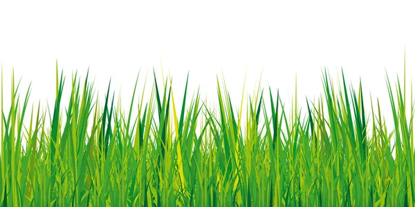 beyaz zemin üzerine yeşil çim dokusu 