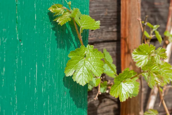 Hoja de vid silvestre creciendo en primavera, en fachada de antigua granja de madera con persiana verde —  Fotos de Stock