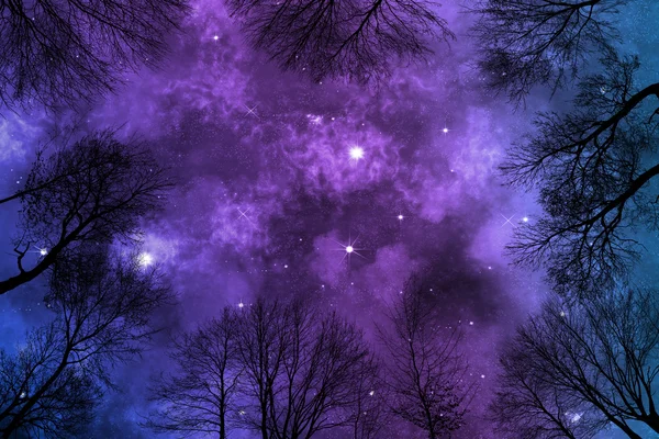 Vista de ángulo bajo de la nebulosa de colores brillantes en el cielo nocturno estrellado, vista a través de árboles —  Fotos de Stock