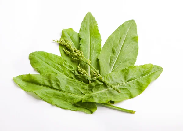 Raw sorrel leaves with blossom on white background — Stock Photo, Image