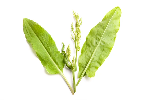 Raw sorrel leaf with blossom on white background — Stock Photo, Image