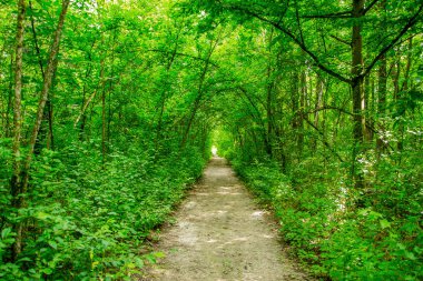 Ormanda güzel manzara