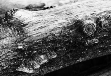 Yatay siyah beyaz gövde dokulu arka plan zemin