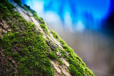 Yatay bokeh arka plan