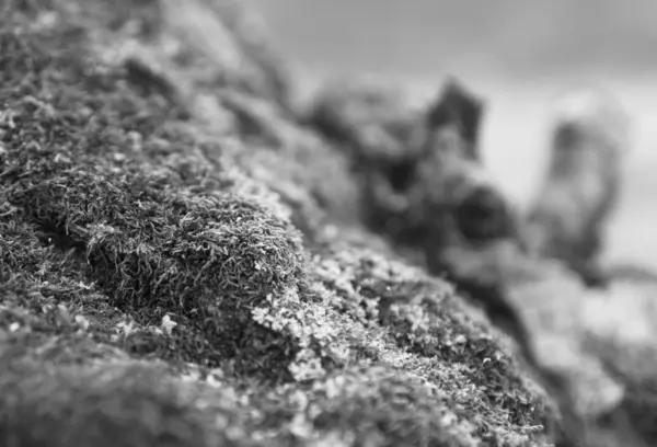 Горизонтальний яскравий чорно-біла трава мох боке фон ба — стокове фото