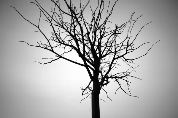 Horizontal black and white dry tree branch bokeh background — Stock Photo, Image