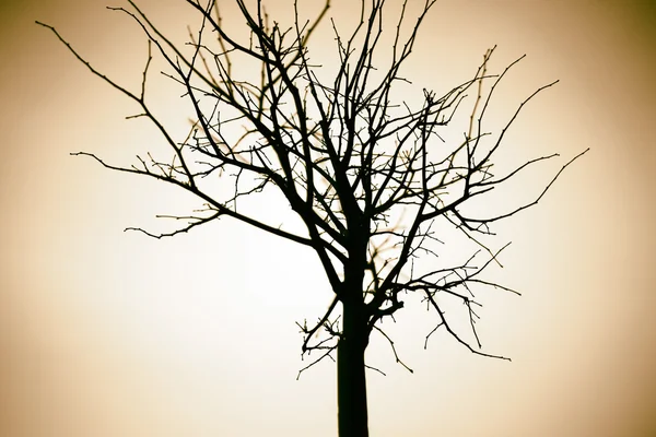 Yatay sepya kuru ağaç dalı bokeh arka plan — Stok fotoğraf