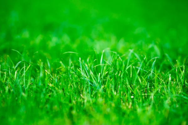 Horizontal vívido verde centrado grama bokeh fundo — Fotografia de Stock