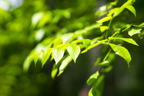 Horizontal verano hojas verdes fondo bokeh — Foto de Stock