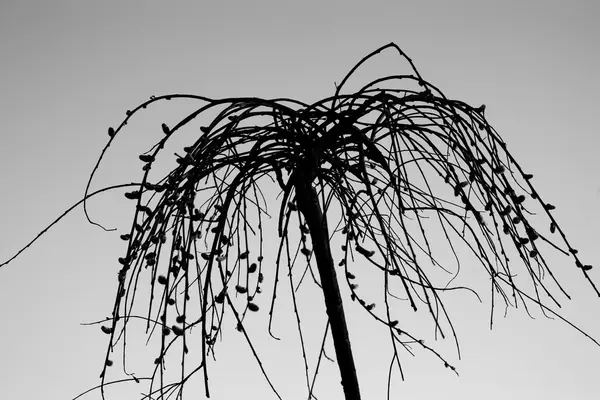 Горизонтальный силуэт черно-белого дерева — стоковое фото