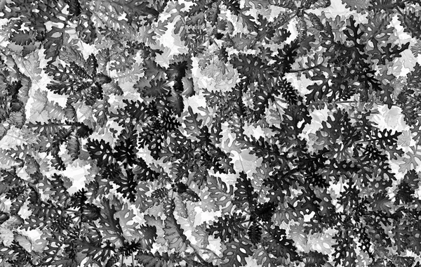 Horizontal black and white textured plants background